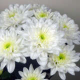 Chrysanthemum Baltica Chrysanthemum Baltica