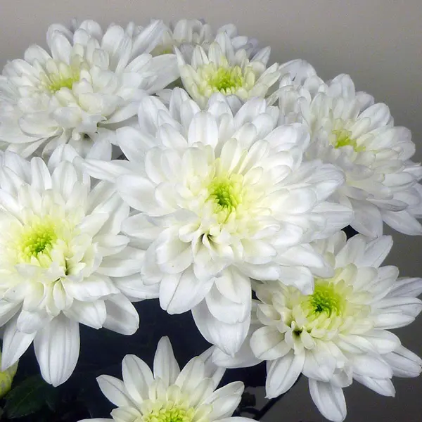 Chrysanthemum Baltica Chrysanthemum Baltica