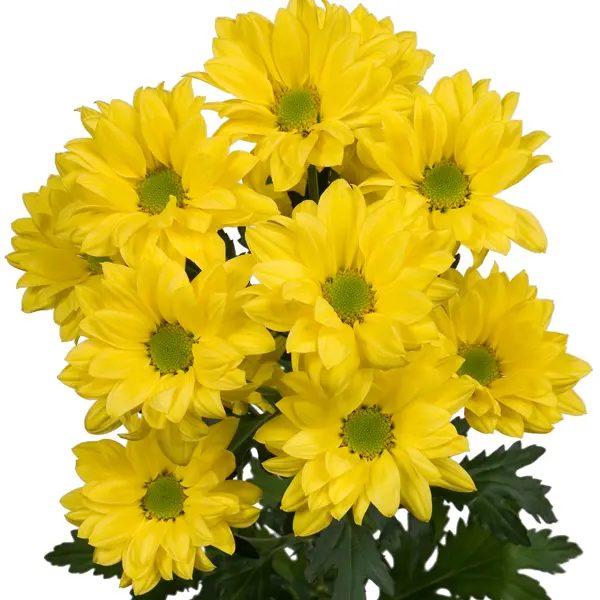 Chrysanthemum Central Yellow Chrysanthemum Central Yellow