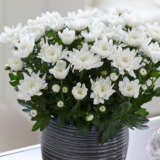 Pot Mum Chrysanthemum Chrystal Collection 2 Pot Mum Chrysanthemum Chrystal Collection 2