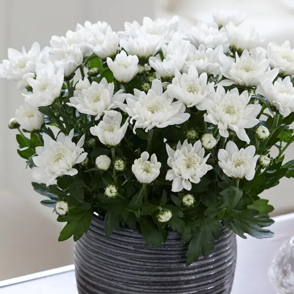 Pot Mum Chrysanthemum Chrystal Collection 2 Pot Mum Chrysanthemum Chrystal Collection 2
