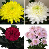 Chrysanthemum Collection 1 Chrysanthemum Collection 1