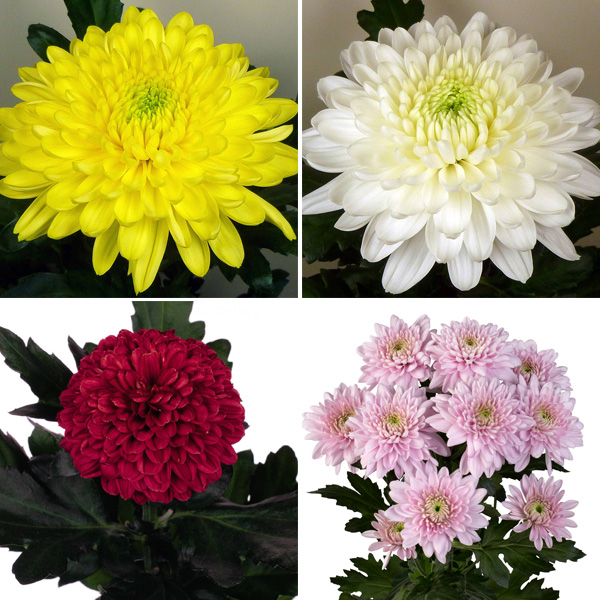 Chrysanthemum Collection 1 Chrysanthemum Collection 1
