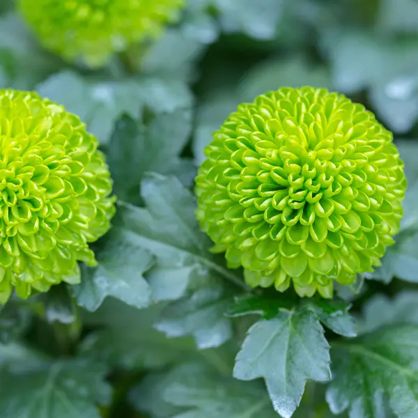 Chrysanthemum Feeling Green Chrysanthemum Feeling Green