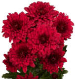 Chrysanthemum Lamira Red Chrysanthemum Lamira Red