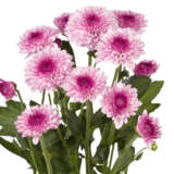 Chrysanthemum Lollipop Pink Chrysanthemum Lollipop Pink
