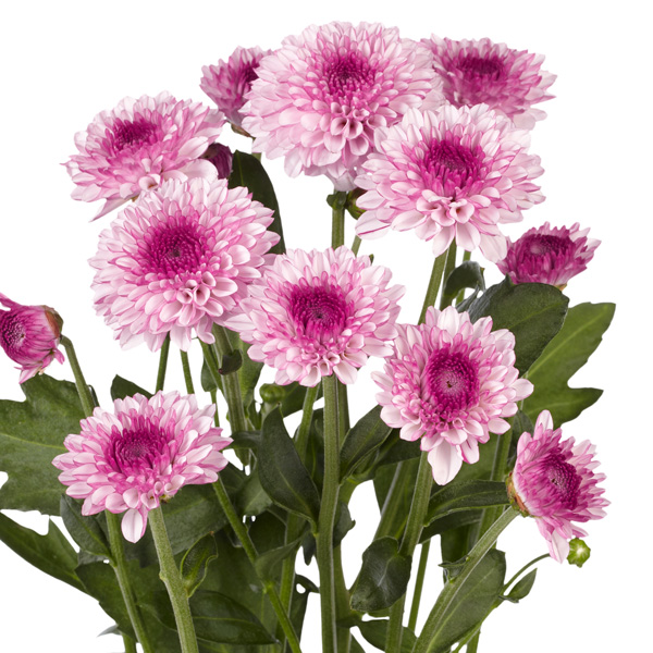 Chrysanthemum Lollipop Pink Chrysanthemum Lollipop Pink