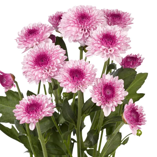 Chrysanthemum Lollipop Pink Chrysanthemum Lollipop Pink