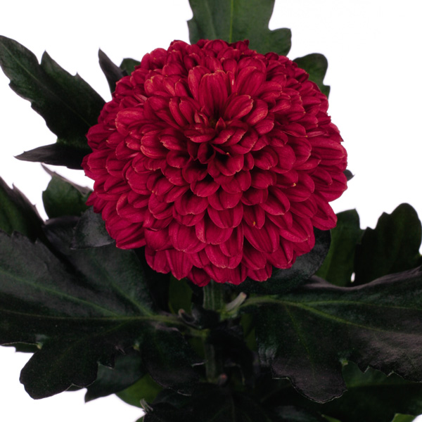 Chrysanthemum Lollipop Red Chrysanthemum Lollipop Red
