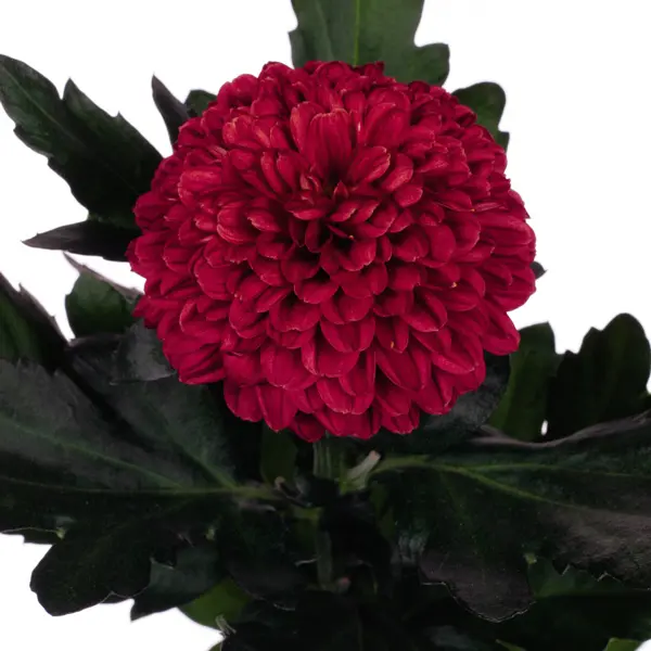 Chrysanthemum Lollipop Red Chrysanthemum Lollipop Red