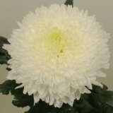 Chrysanthemum Magnum White Chrysanthemum Magnum White