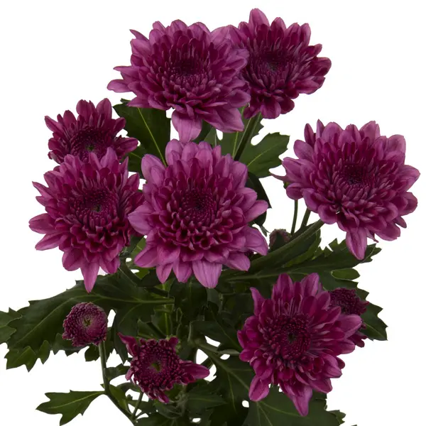 Chrysanthemum Malibu Purple Chrysanthemum Malibu Purple