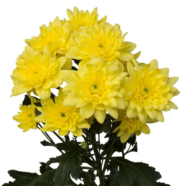 Chrysanthemum Pina Colada Yellow Chrysanthemum Pina Colada Yellow