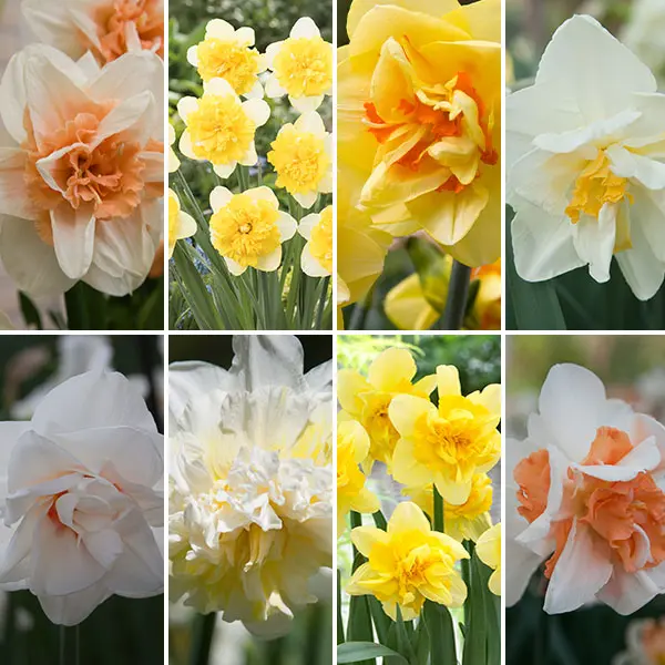 Daffodil Ultimate Double Collection Daffodil Ultimate Double Collection