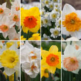 Daffodil Ultimate Garden Collection Daffodil Ultimate Garden Collection