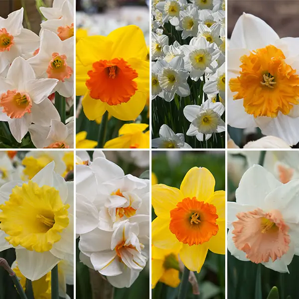 Daffodil Ultimate Garden Collection Daffodil Ultimate Garden Collection