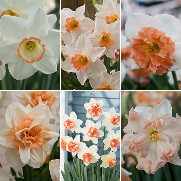Daffodil Ultimate Pink Collection Daffodil Ultimate Pink Collection