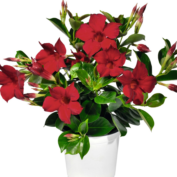 Dipladenia Marbella Red Dipladenia Marbella Red