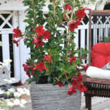 Dipladenia Marbella Red Dipladenia Marbella Red