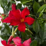 Dipladenia Marbella Red Dipladenia Marbella Red