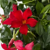 Dipladenia Marbella Red Lpldipmrd - Garden Express Australia