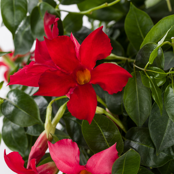 Dipladenia Marbella Red Dipladenia Marbella Red