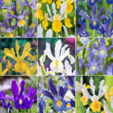 Dutch Iris Ultimate Collection Dutch Iris Ultimate Collection
