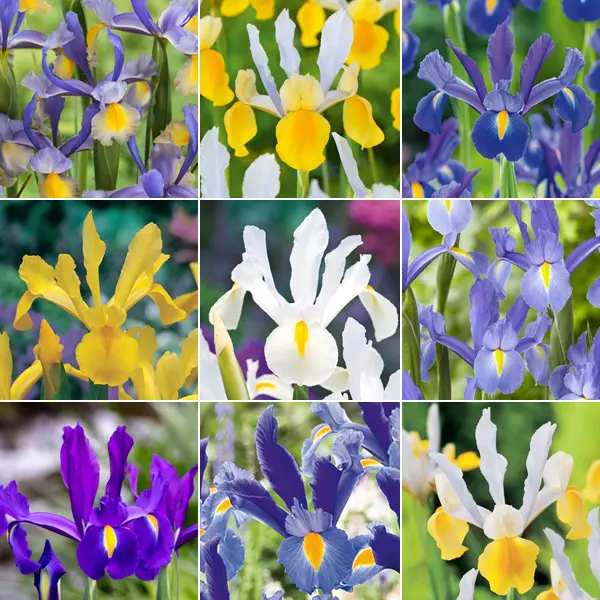 Dutch Iris Ultimate Collection Dutch Iris Ultimate Collection