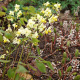 Epimedium Sulphureum Epimedium Sulphureum