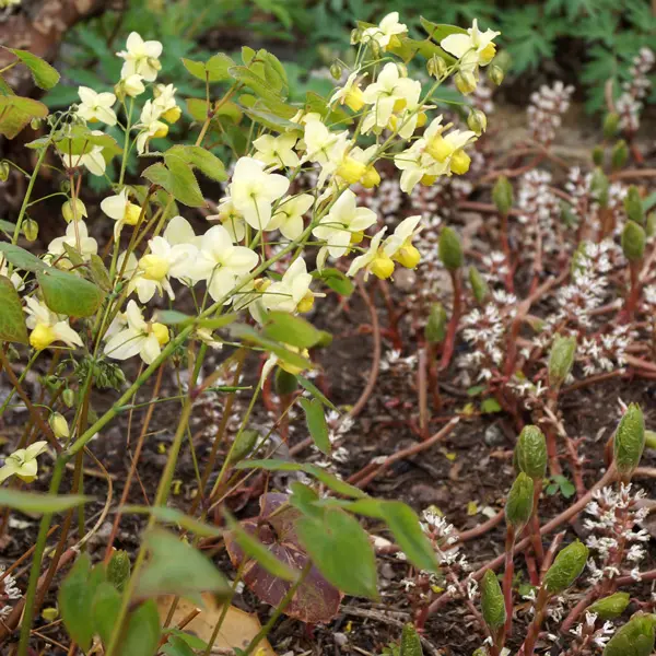 Epimedium Sulphureum Epimedium Sulphureum