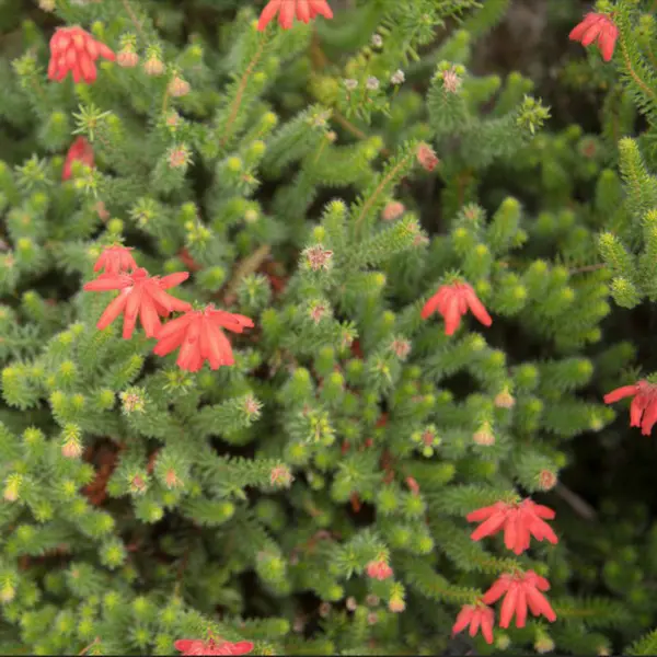 Erica Red Erica Red