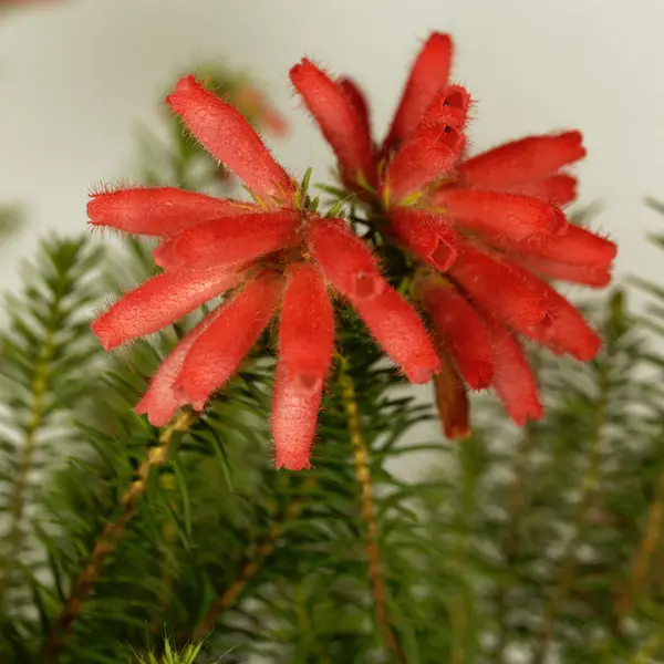Erica Red Erica Red