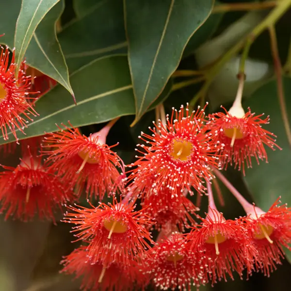 Eucalyptus (Corymbia) Summer Red (Pbr) Eucalyptus (Corymbia) Summer Red (Pbr)