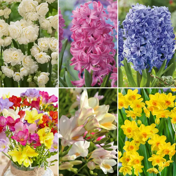Fragrant Collection Fragrant Collection