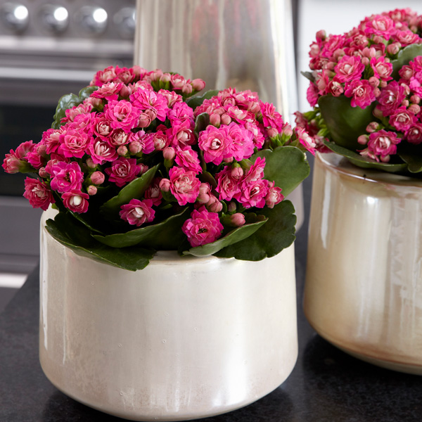 Kalanchoe Calandiva Birkin Kalanchoe Calandiva Birkin