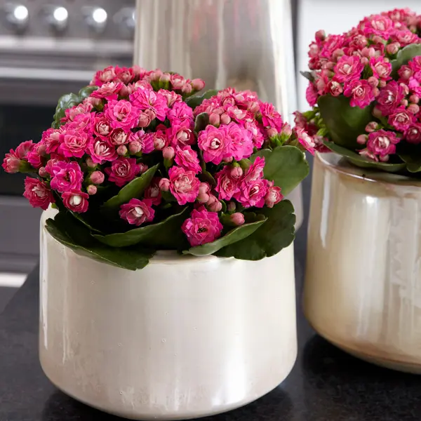 Kalanchoe Calandiva Birkin Kalanchoe Calandiva Birkin