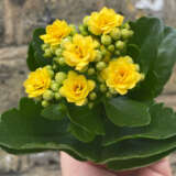 Kalanchoe Calandiva Brazil Kalanchoe Calandiva Brazil