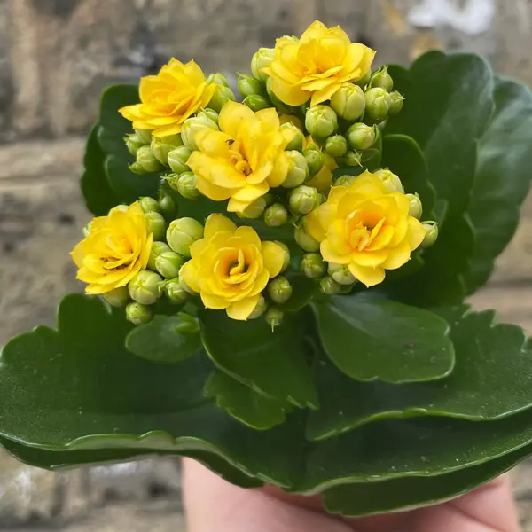 Kalanchoe Calandiva Brazil Kalanchoe Calandiva Brazil
