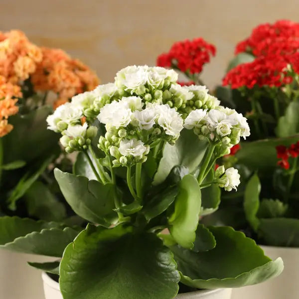 Kalanchoe Calandiva Whites Kalanchoe Calandiva Whites