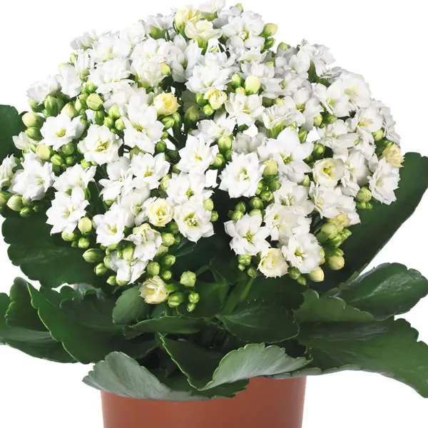 Kalanchoe Calandiva Whites Kalanchoe Calandiva Whites