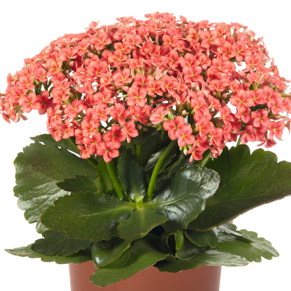 Kalanchoe Specialty Flair Kalanchoe Specialty Flair