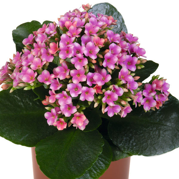 Kalanchoe Specialty Wevano Kalanchoe Specialty Wevano