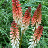 Kniphofia Orange Vanilla Popsicle Kniphofia Orange Vanilla Popsicle
