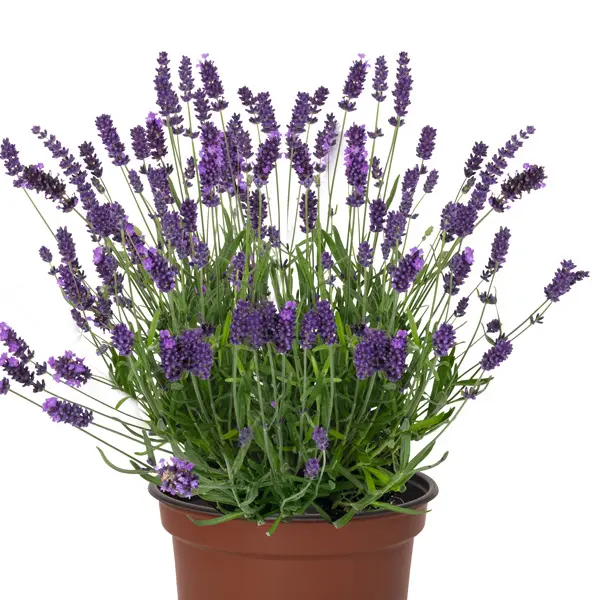 Lavender La Diva Vintage Violet Lavender La Diva Vintage Violet