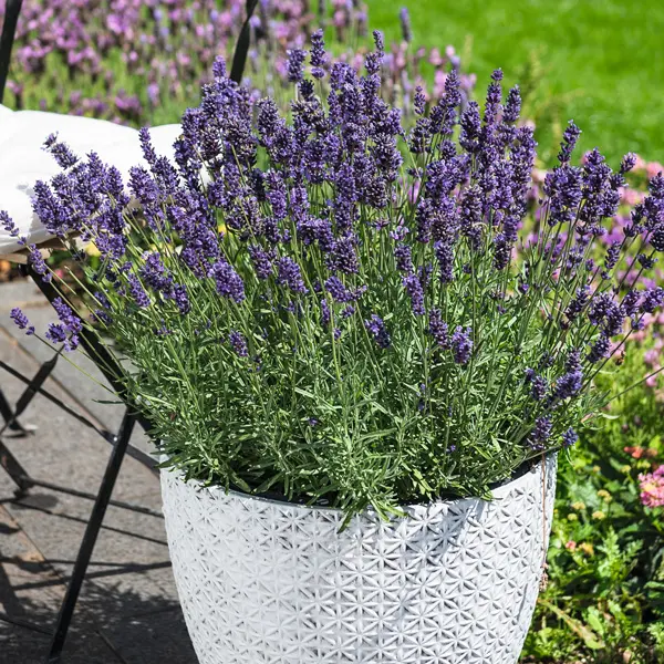 Lavender La Diva Vintage Violet Collection Lavender La Diva Vintage Violet Collection
