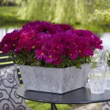 Pot Mum Chrysanthemum Breeze Collection 2 Pot Mum Chrysanthemum Breeze Collection 2