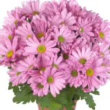Pot Mum Chrysanthemum Ultimum Collection Pot Mum Chrysanthemum Ultimum Collection