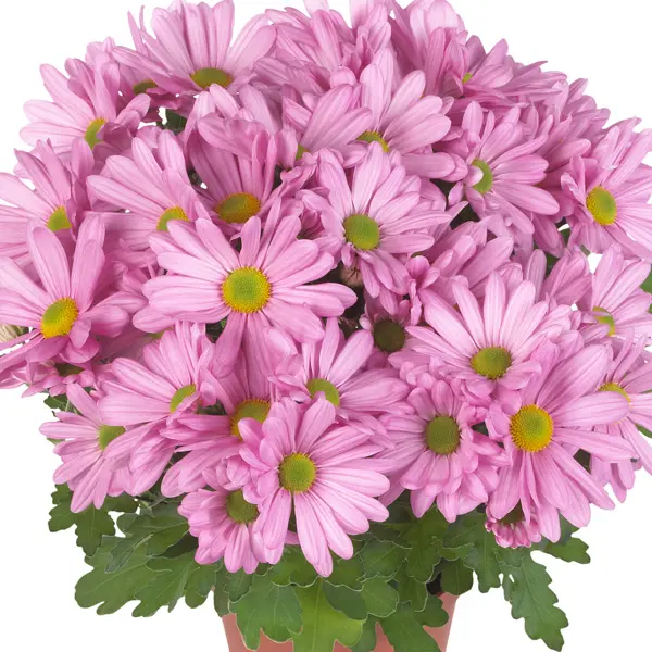 Pot Mum Chrysanthemum Ultimum Collection Pot Mum Chrysanthemum Ultimum Collection