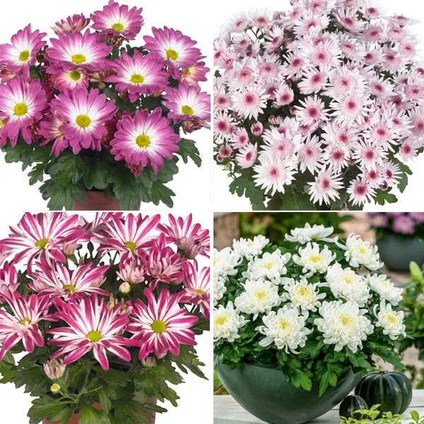 Pot Mum Chrysanthemum Strawberries And Cream Collection Pot Mum Chrysanthemum Strawberries And Cream Collection