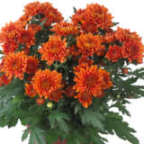 Pot Mum Chrysanthemum Ultimum Collection Pot Mum Chrysanthemum Ultimum Collection